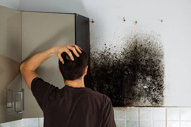 Best Attic Mold Remediation in Lockport Heights, IL